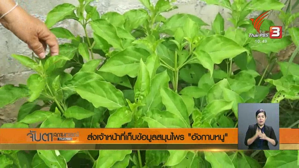 ส่งเจ้าหน้าที่เก็บข้อมูลสมุนไพร "อังกาบหนู"