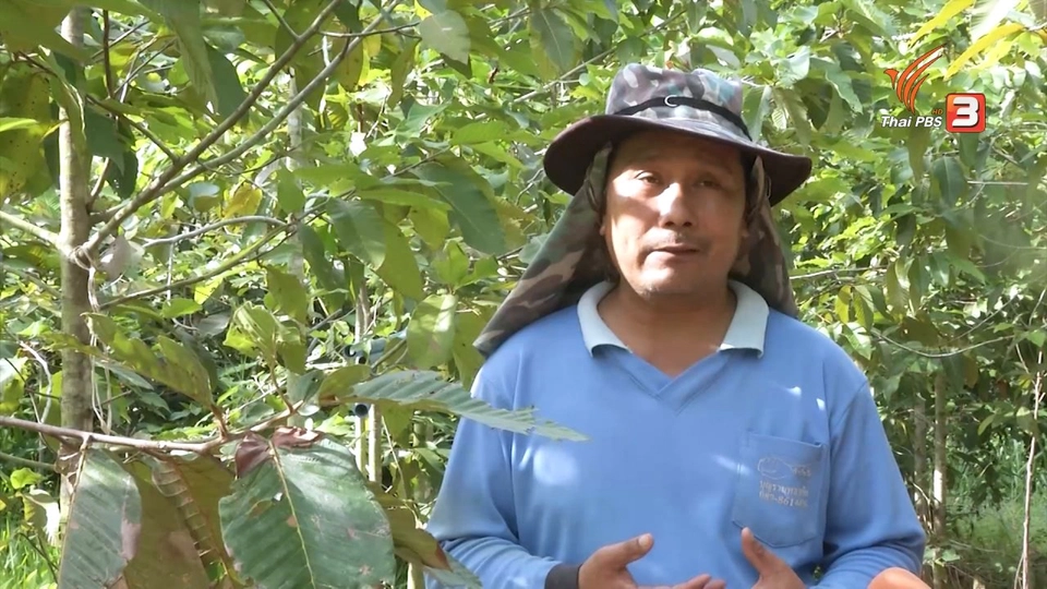 แปลงไม้เป็นสินทรัพย์ค้ำเงินกู้