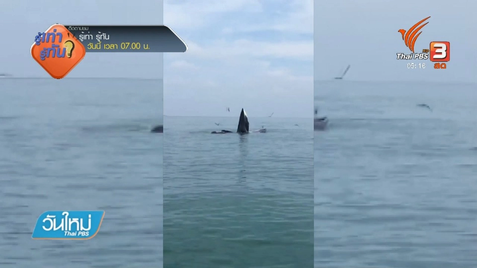 พบวาฬบรูดา หมู่เกาะอ่างทอง จ.สุราษฎร์ธานี