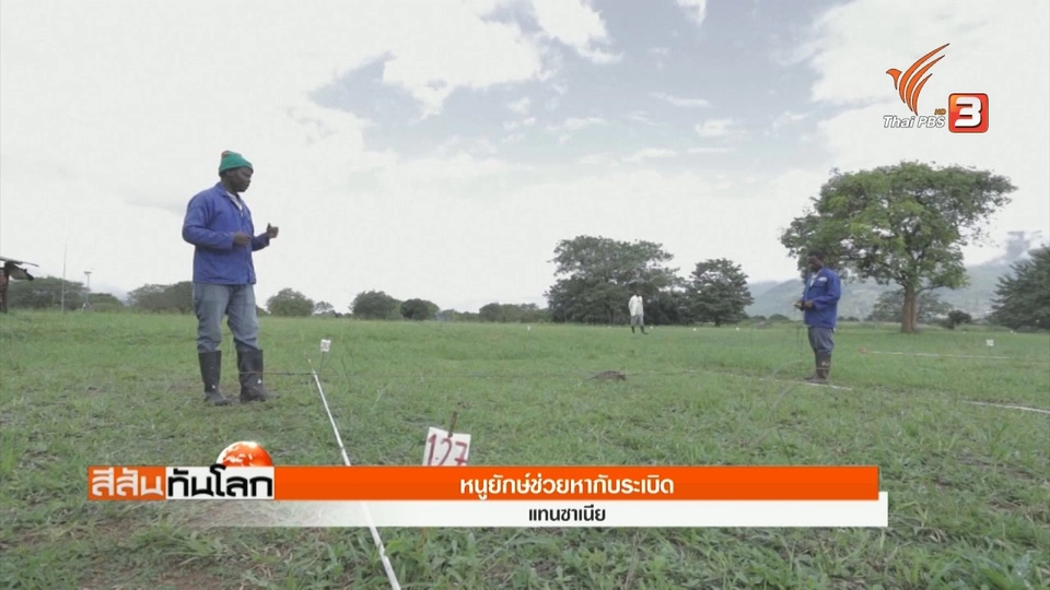 หนูยักษ์ช่วยหากับระเบิด