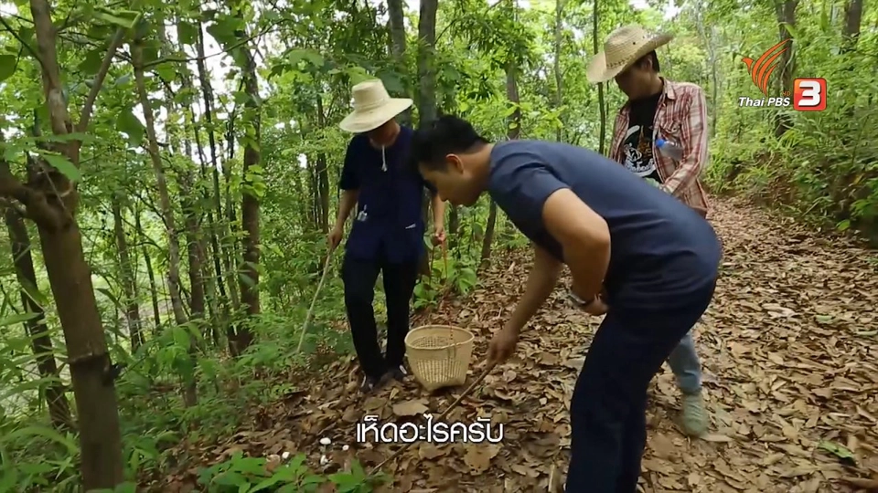 เรียนรู้วิถีไทย : เห็ดธรรมชาติ