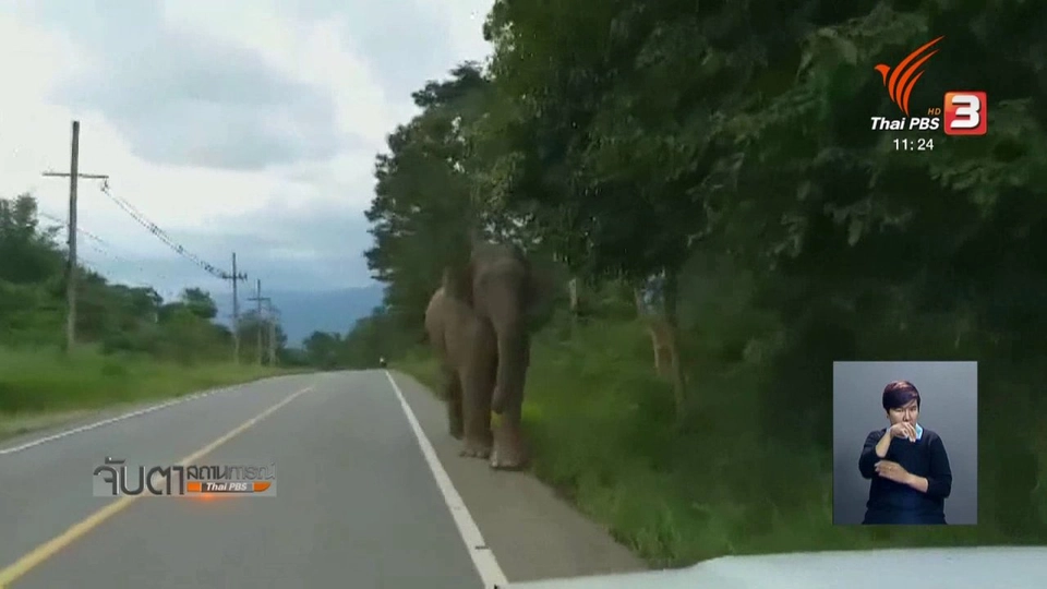 เตือนระวังช้างป่าแก่งกระจาน หัวหิน