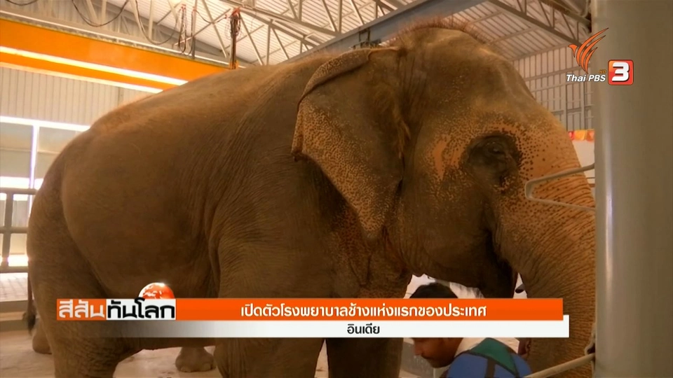 เปิดตัวโรงพยาบาลช้างแห่งแรกของประเทศ