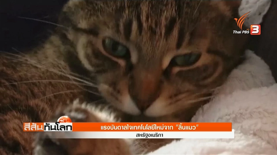 แรงบันดาลใจเทคโนโลยีใหม่จาก "ลิ้นแมว"