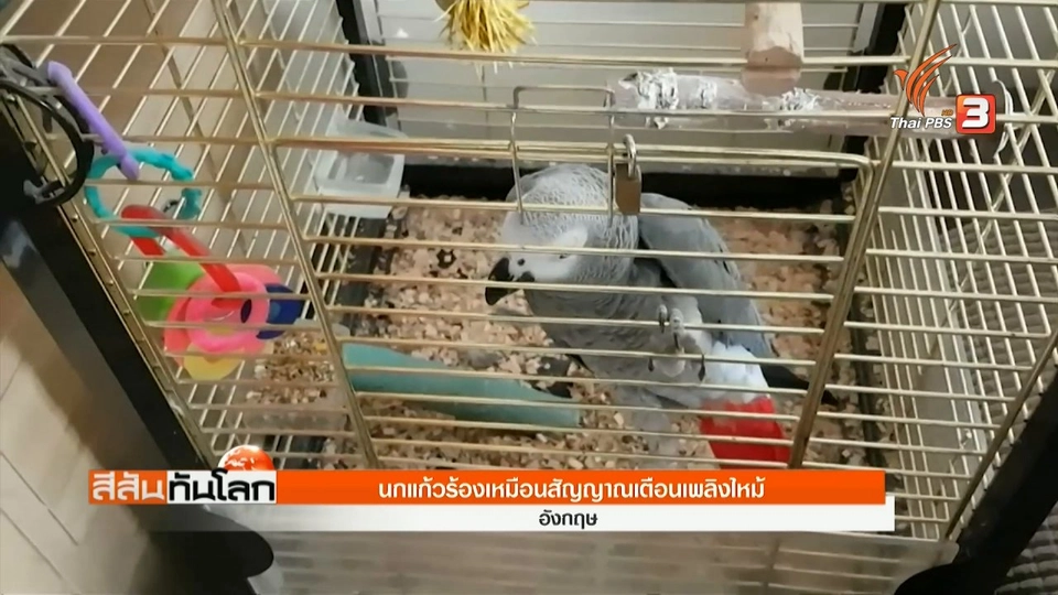 นกแก้วร้องเหมือนสัญญาณเตือนเพลิงไหม้