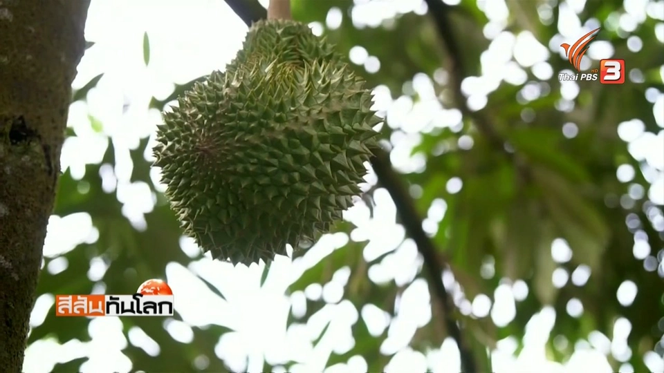 ความนิยมรับประทานทุเรียนแบบใหม่