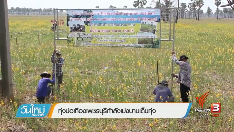 ทุ่งปอเทืองเพชรบุรีกำลังเบ่งบานเต็มทุ่ง