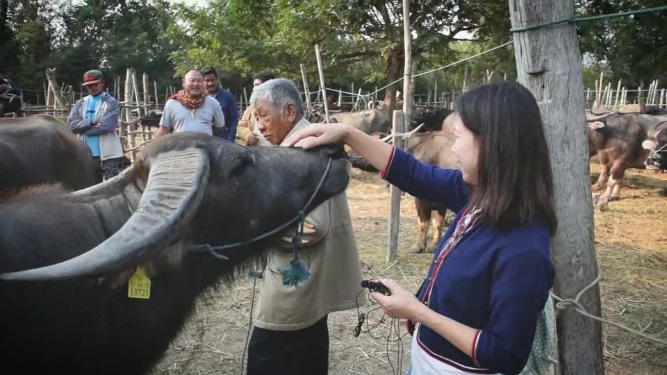 นักข่าวพลเมือง : มนต์เสน่ห์ตลาดนัดขายวัวขายควาย จ.เชียงใหม่