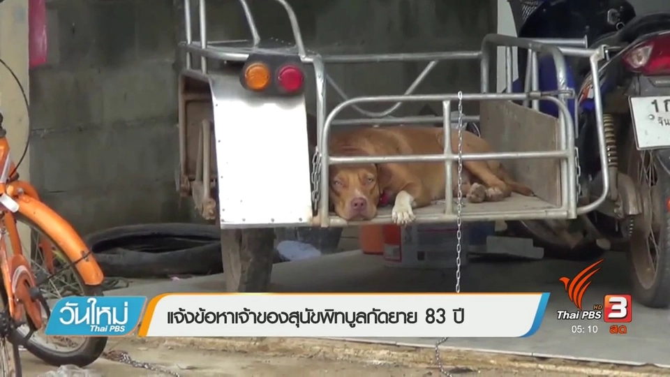 แจ้งข้อหาเจ้าของพิทบูลกัดยาย 83 ปี