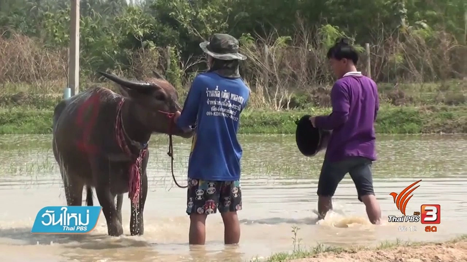 งานประเพณีวิ่งควายเร็วชลบุรี