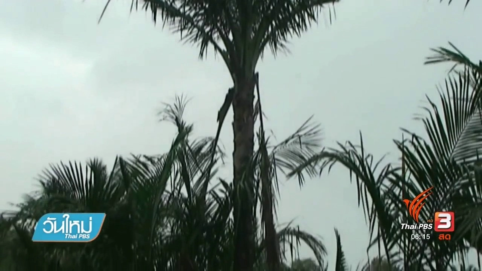 ชาวนาโยงอนุรักษ์ต้นสาคูไม้พื้นถิ่นภาคใต้