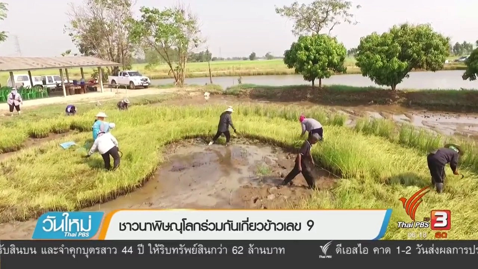 ชาวนาพิษณุโลกร่วมกันเกี่ยวข้าวเลข 9