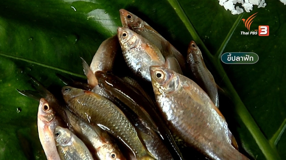 ขี้ปลาฟัก