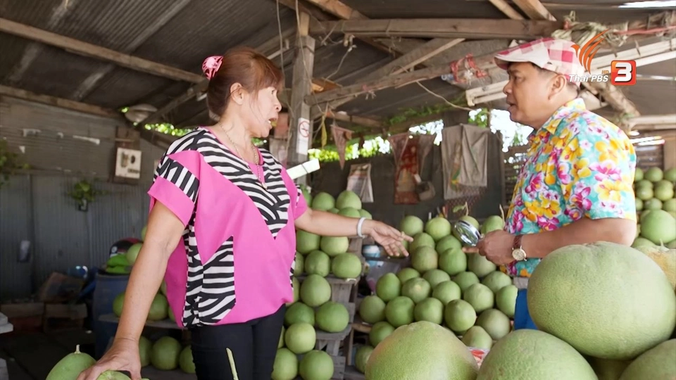 สำรวจราคาส้มโอนครชัยศรี