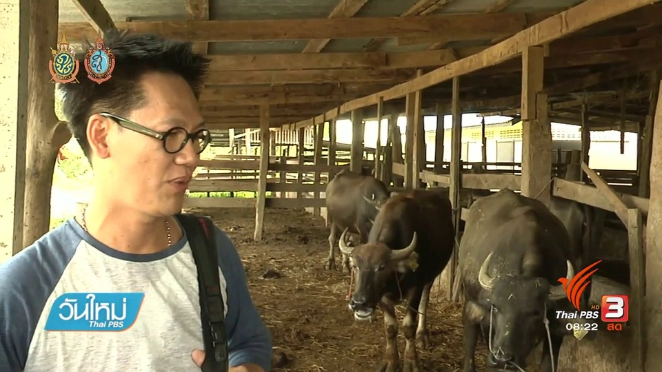 ระดมทุนช่วยควายหนีตายจากโรงเชือด