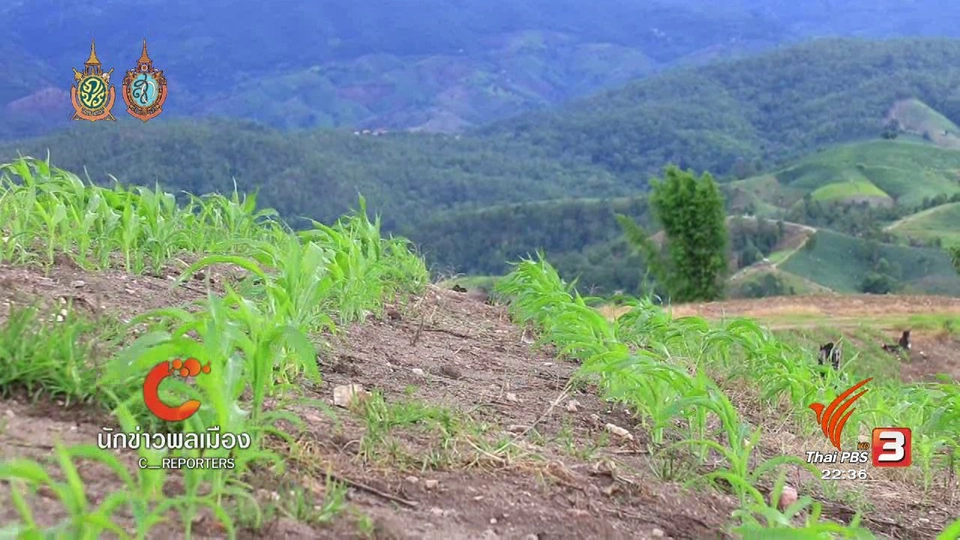 นักข่าวพลเมือง : แม่แจ่มโมเดล พลิกฟื้นผืนป่าด้วยความร่วมมือ