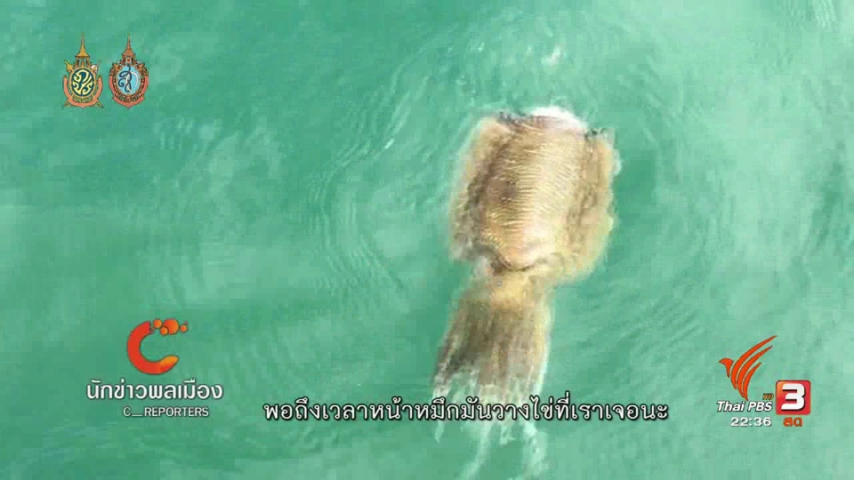 นักข่าวพลเมือง : ชุมชนชาวประมงพื้นบ้านที่จังหวัดเพชรบุรีช่วยกันเพาะขยายพันธุ์สัตว์ทะเล