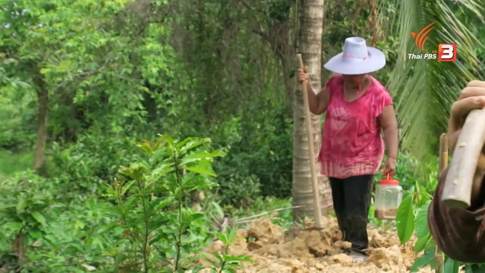 เหมาปลาโอน​