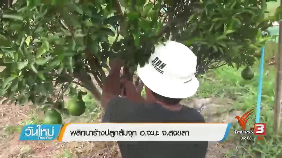 พลิกนาร้างปลูกส้มจุก อ.จะนะ จ.สงขลา