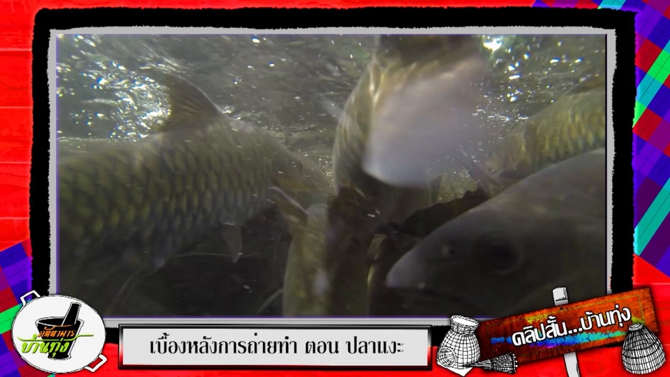 สตังค์พาไปให้อาหารปลาแงะตัวโต ๆ