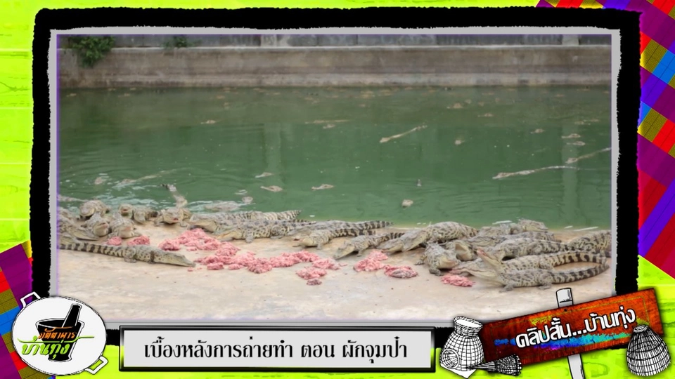 จระเข้ตัวเล็กไม่เป็นอันตรายจริง ๆ นะ ?