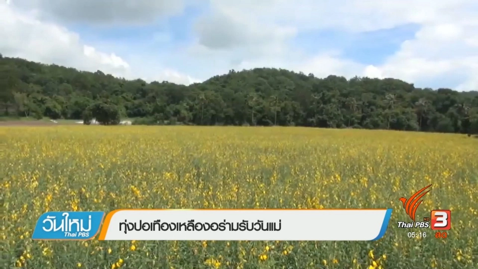 ทุ่งปอเทืองเหลืองอร่ามรับวันแม่