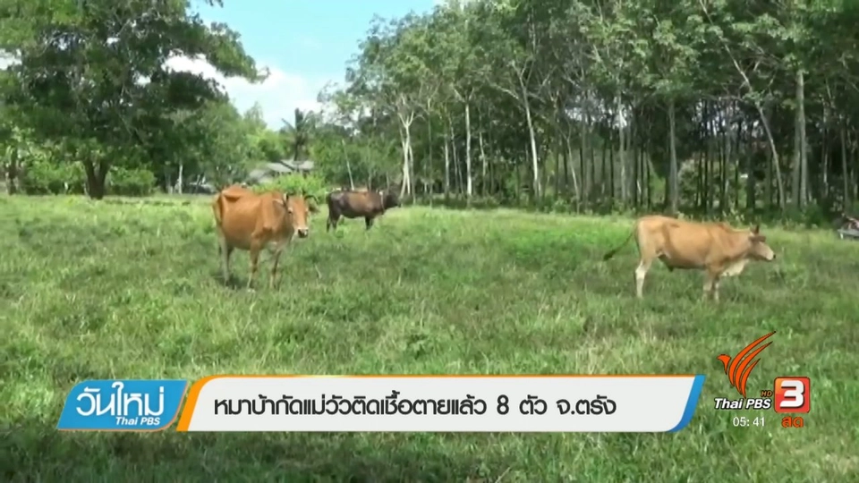 หมาบ้ากัดแม่วัวติดเชื้อตายแล้ว 8 ตัว จ.ตรัง