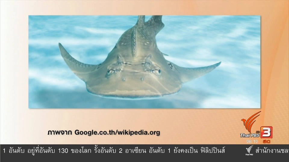 ฉลามโรนินวางขายตลาตเพราะไม่มีกฎหมายคุ้มครอง