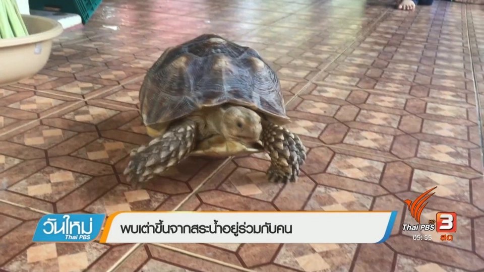 พบเต่าขึ้นจากสระน้ำอยู่ร่วมกับคน