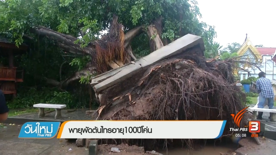 พายุพัดต้นไทรอายุ 100 ปี โค่น