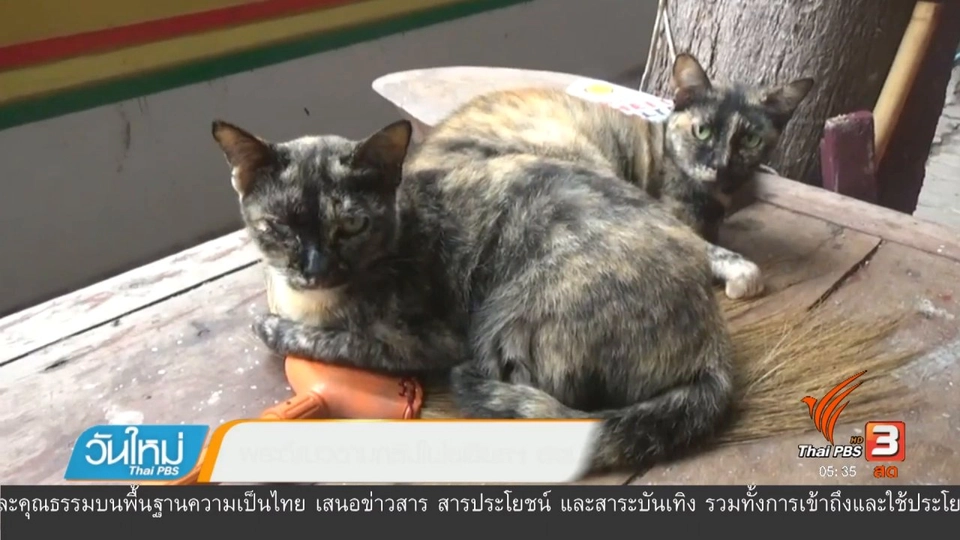 พระตีแมวตามคลิปในโซเชียลฯ ยอมรับลงโทษแมวจริง