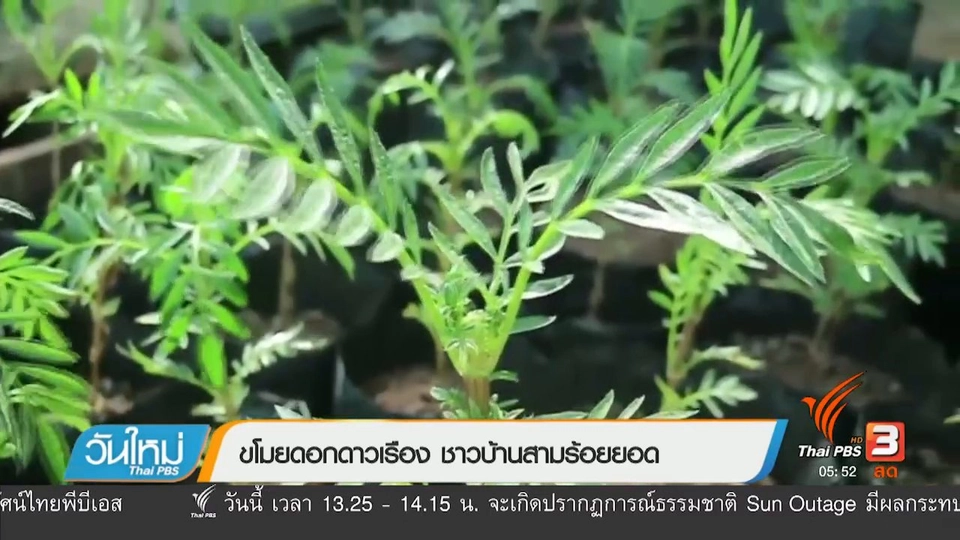 ขโมยดอกดาวเรือง ชาวบ้านสามร้อยยอด