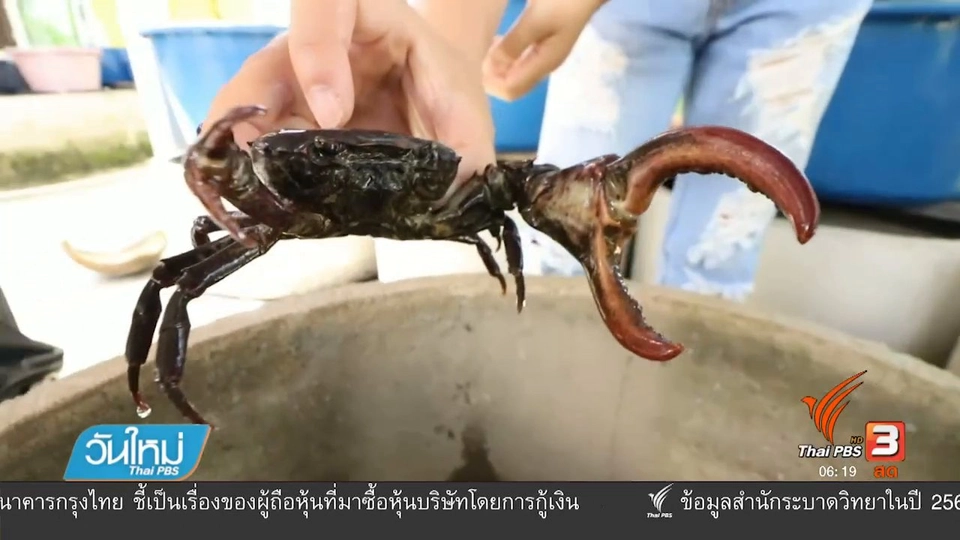 นักศึกษาเลี้ยงปูนาสร้างรายได้ระหว่างเรียน