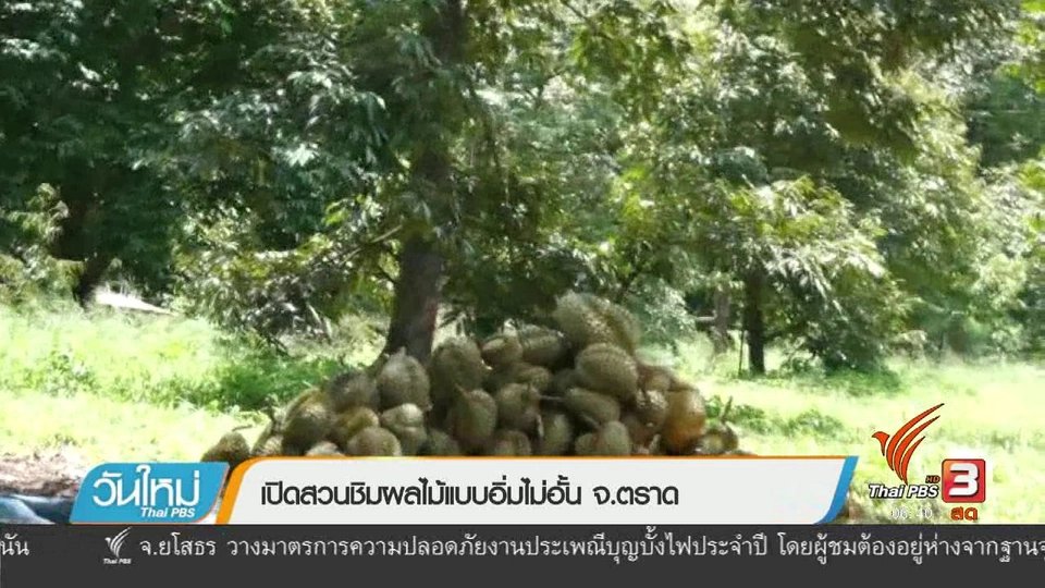 เปิดสวนชิมผลไม้แบบอิ่มไม่อั้น จ.ตราด