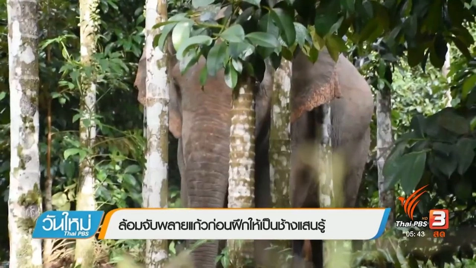 ล้อมจับพลายแก้วก่อนฝึกให้เป็นช้างแสนรู้