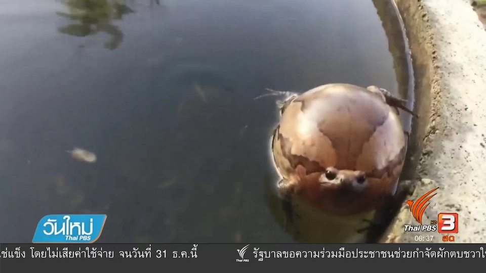 ภาพหาดูยาก "อึ่งอ่างพองตัว"