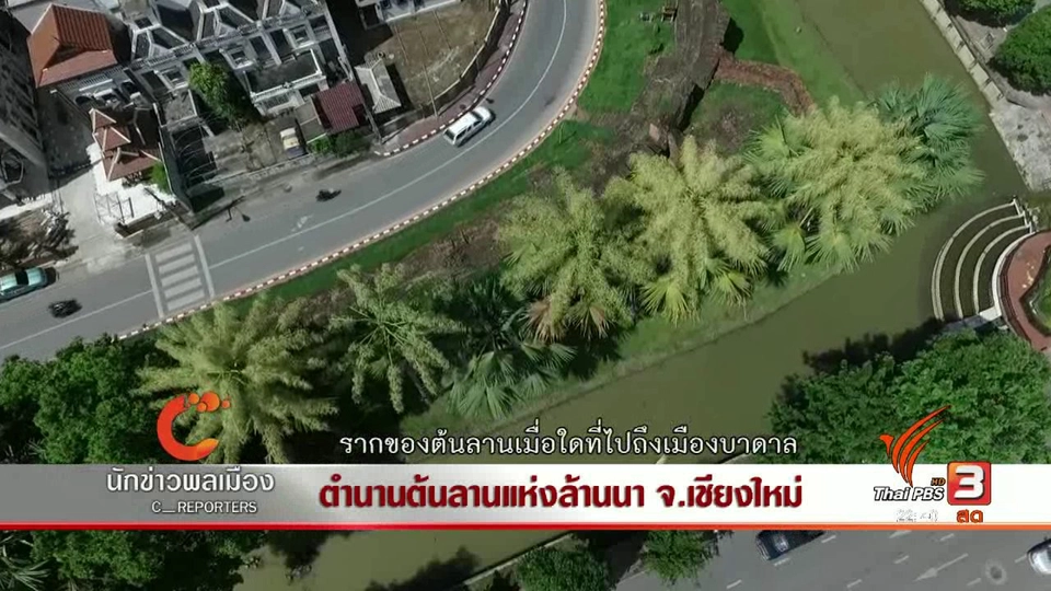 นักข่าวพลเมือง : ตำนานต้นลานแห่งล้านนา จ.เชียงใหม่