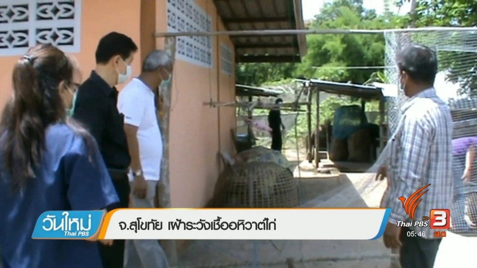 จ.สุโขทัย เฝ้าระวังเชื้ออหิวาต์ไก่