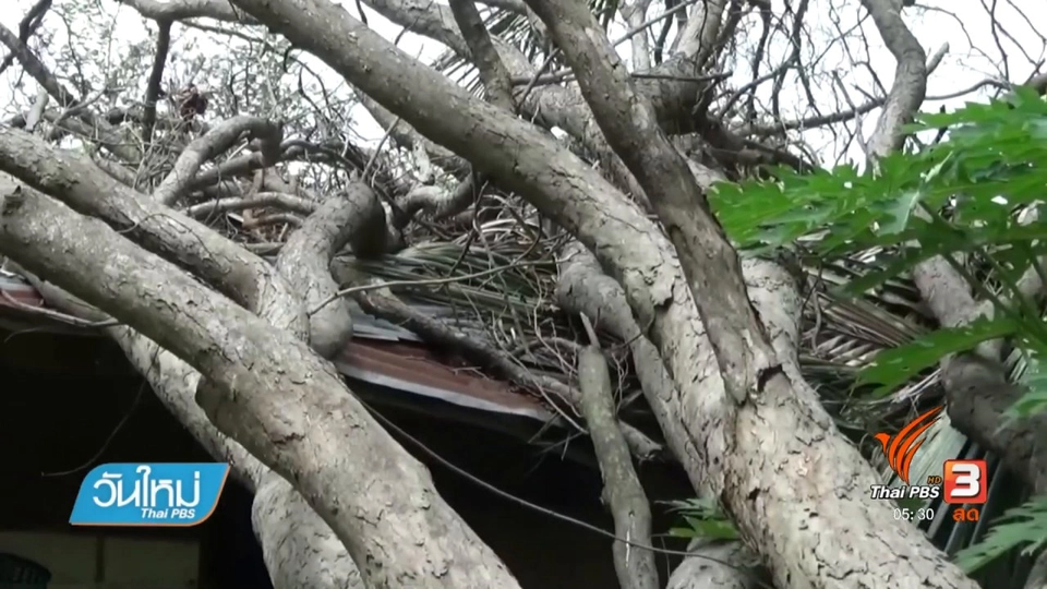 ร้องเรียนหน่วยงานรัฐเร่งย้ายไม้พะยูงล้มทับบ้าน