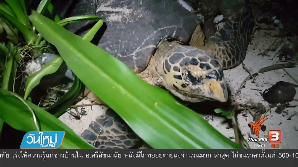 "เต่ากระ" สัตว์ทะเลหายาก วางไข่เกาะทะลุ