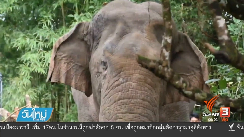 ชาวบ้านร้องพลายสีดอแดงหนีการควบคุมหวั่นไม่ปลอดภัย