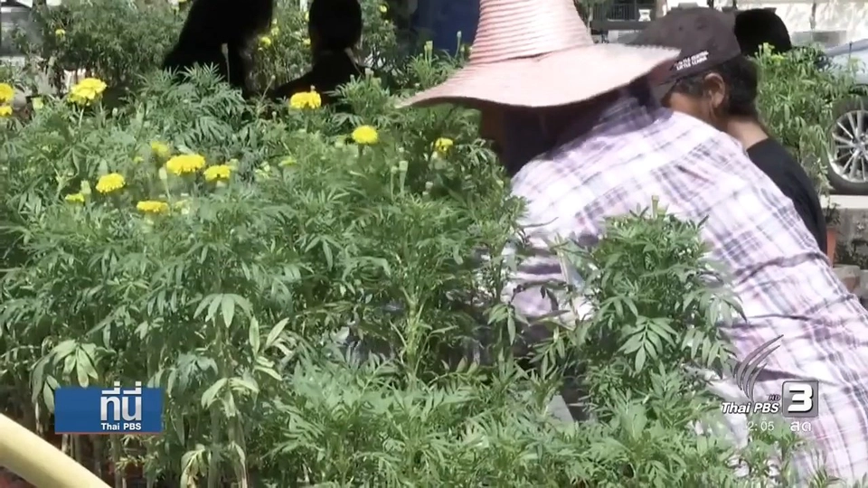 "ดาวเรือง" ยอดขายเพิ่ม ราคาขึ้น