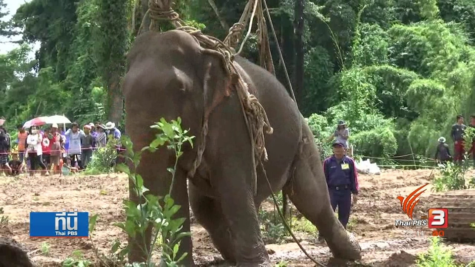 ช้างป่าถูกน้ำพัดอาการยังน่าห่วง