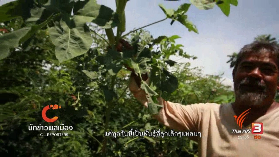 นักข่าวพลเมือง : เมล็ดพันธุ์พื้นบ้าน ปัจจัยพื้นฐานผลิตอาหารปลอดภัย