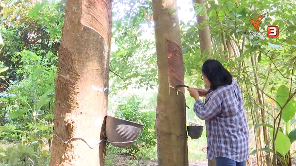 เบื้องหลังราคายางตกต่ำ กลไกตลาดหรือ ทุบราคา