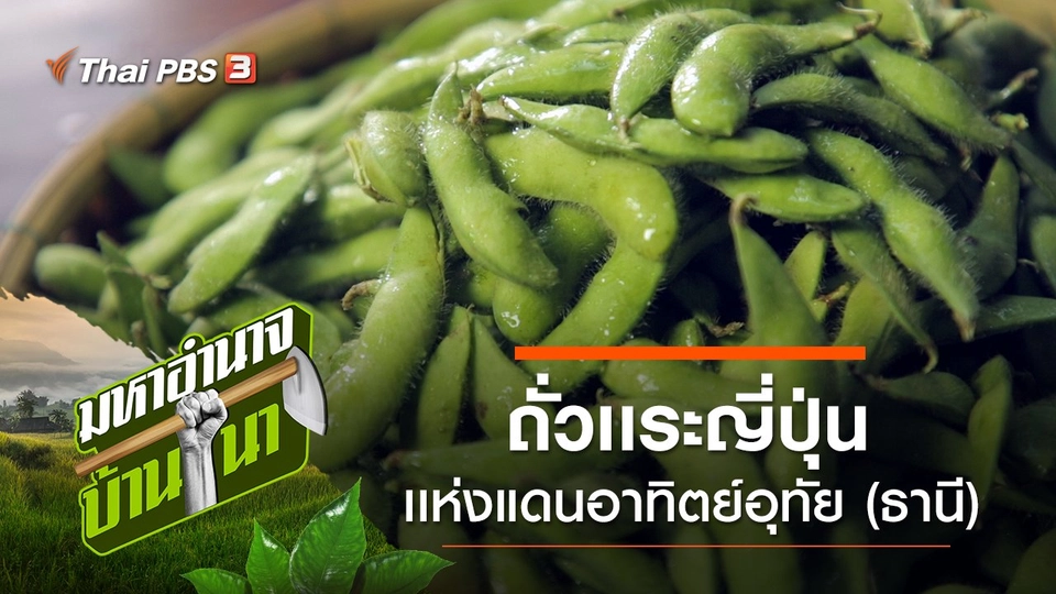 ถั่วเเระญี่ปุ่น เเห่งแดนอาทิตย์อุทัย (ธานี)