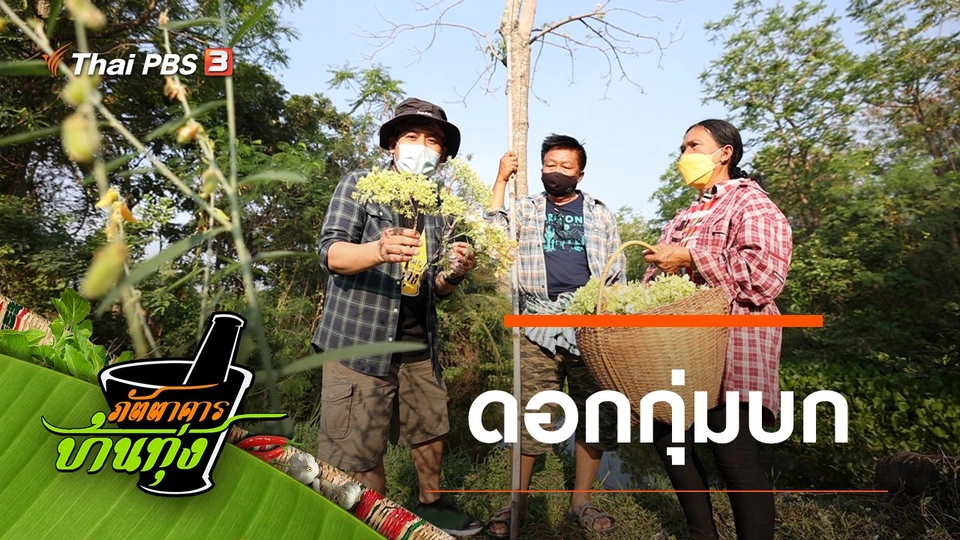 ดอกกุ่มบก