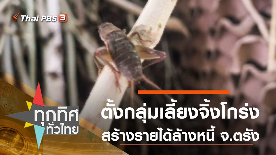 ตั้งกลุ่มเลี้ยงจิ้งโกร่ง สร้างรายได้ล้างหนี้ จ.ตรัง