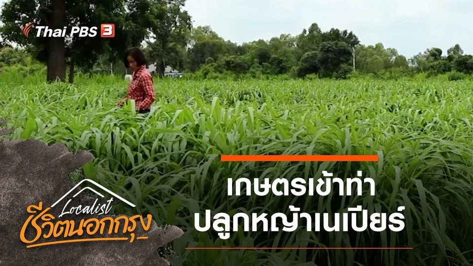 เกษตรเข้าท่า ปลูกหญ้าเนเปียร์