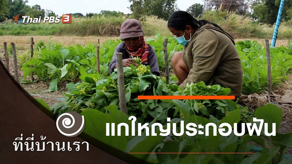 แกใหญ่ประกอบฝัน